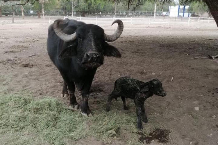 nace-cria-de-bufalo-en-parque-tangamanga.jpg
