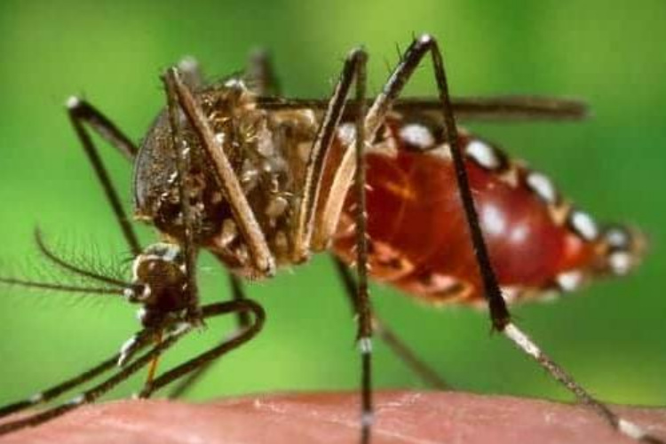 mosquito.jpg