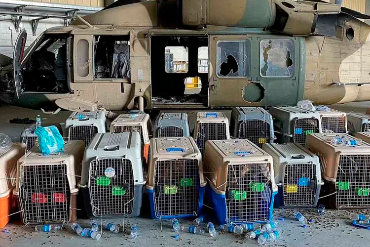 perros-abandonados-en-afganistan-1.jpg