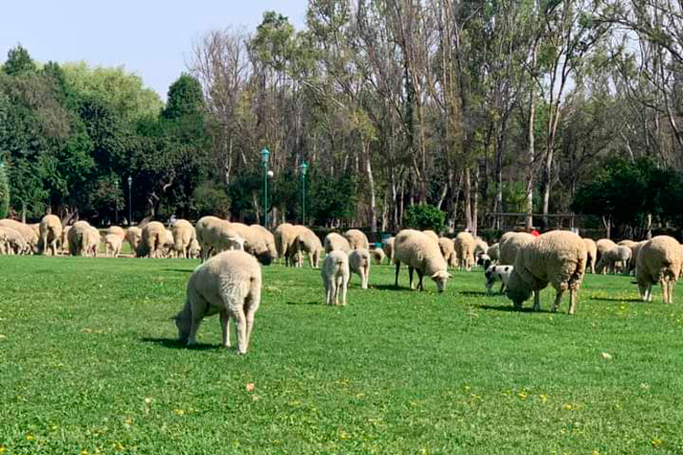 ovejas-borregas.jpg