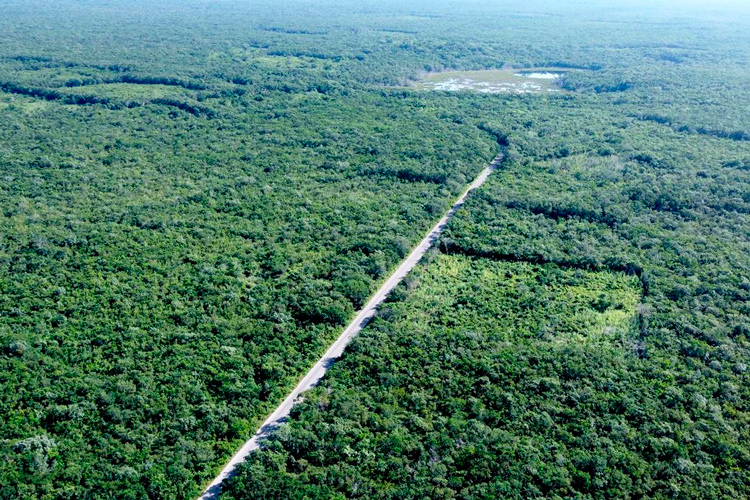 selva.jpg