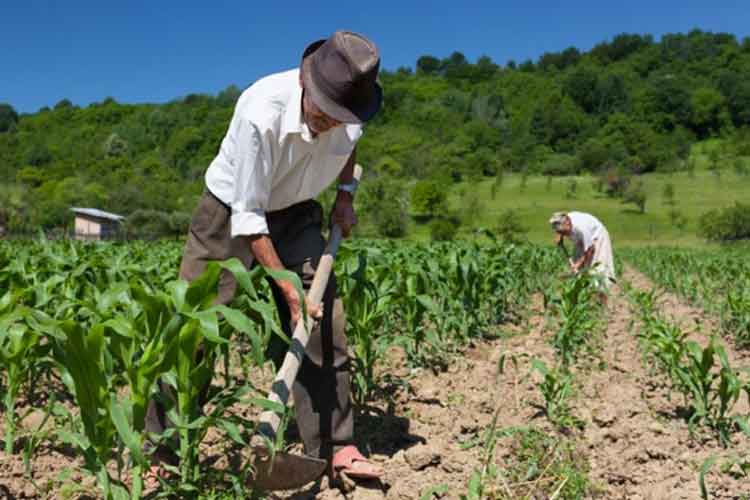 agricultores-campo-productor.jpg