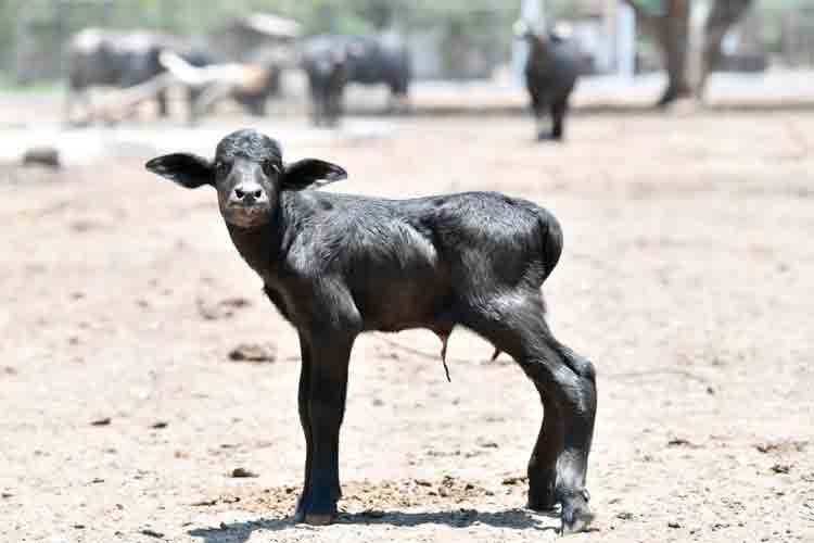 cria-de-bufalo-tangamanga.jpg