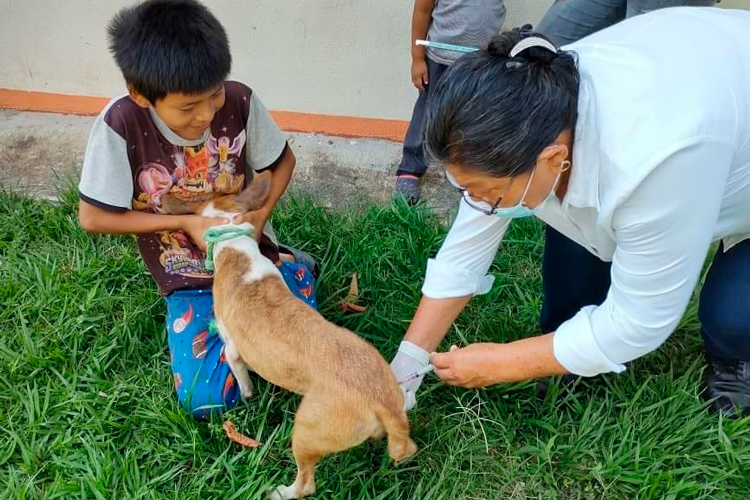vacunacion-caninca-perro.jpg