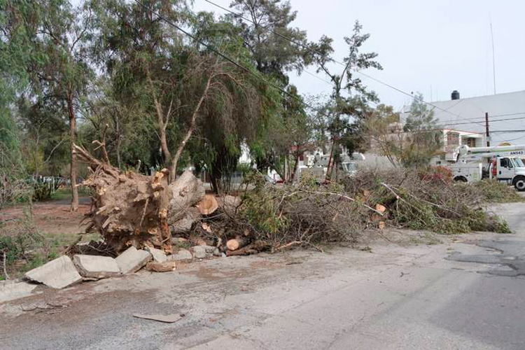 arboles-derribados-por-ventarrones.jpg