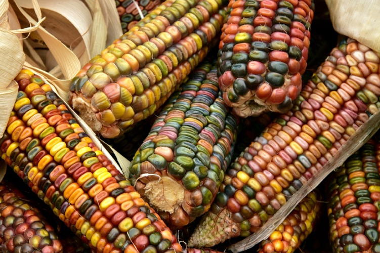 maiz.jpg
