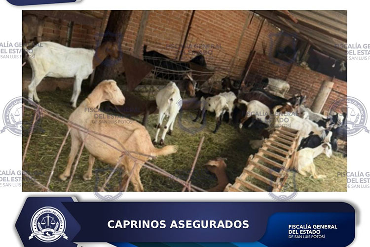 caprinos-asegurados.jpg