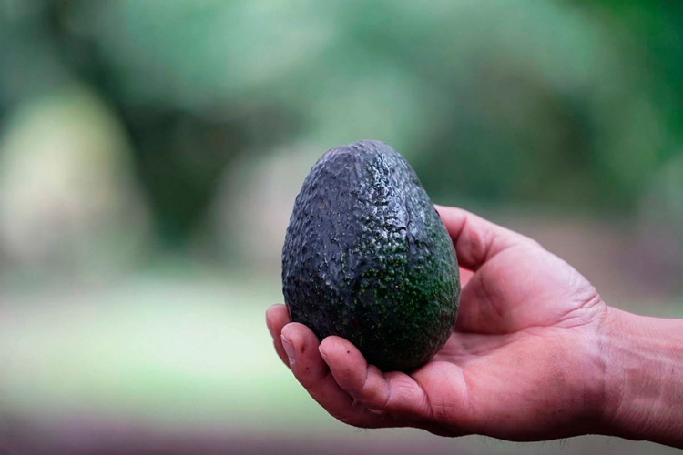 aguacate-1.jpg