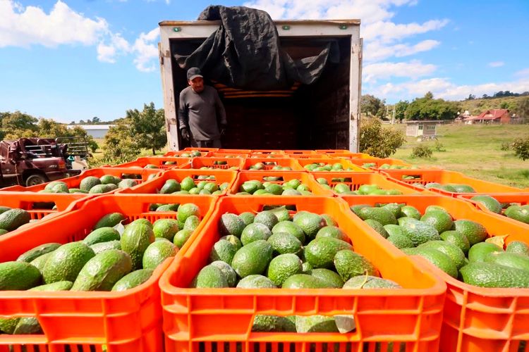 aguacate.jpg