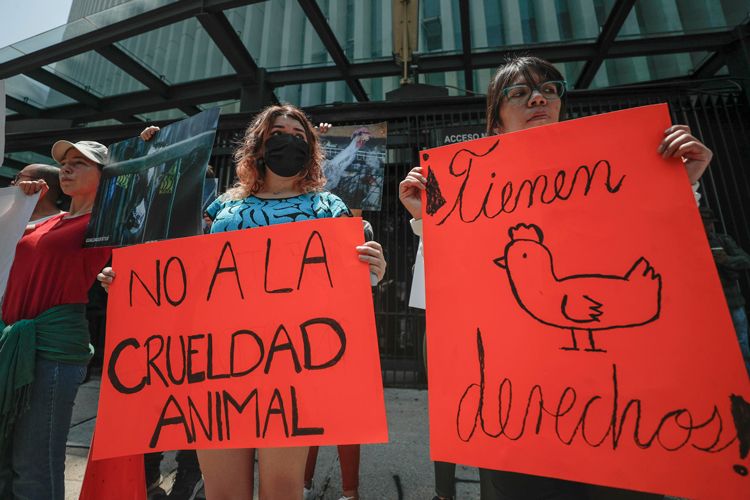 protesta-por-crueldad-animal-2.jpg